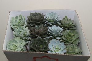 ECHEVERIA MECX MIX OP STOK 50